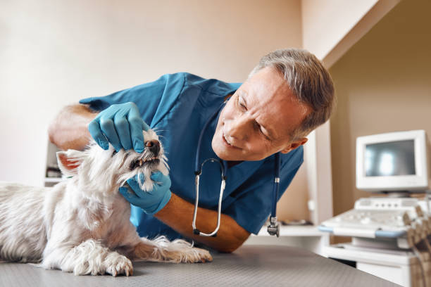 Best Weekend Emergency Dentist in Levittown, PA